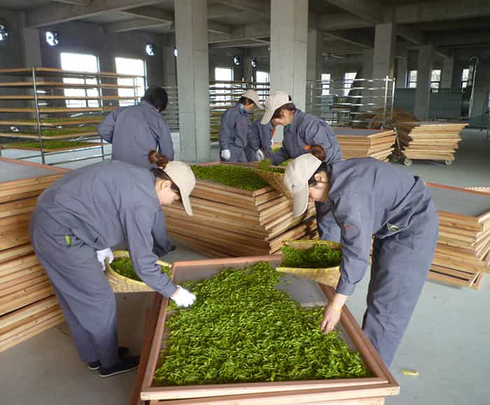 制茶車(chē)間現(xiàn)場(chǎng)